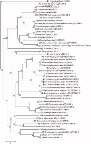 Figure 1. Phylogenetic analysis was done using an Omega program with 50 complete mitogenomes under family Salmonidae species. To investigate the phylogenetic analysis between mitogenomes of S.t. fario and other salmonids. S.t. fario and S.t. caspius are underlined.