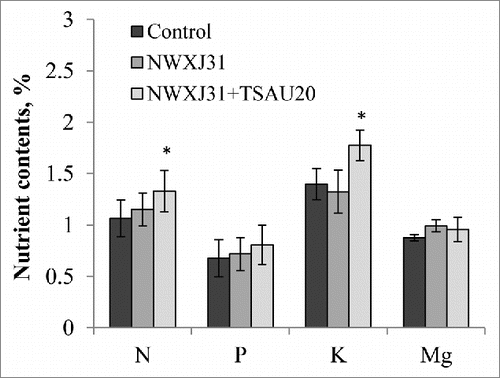 Figure 2. Effect of P. extremorientalis TSAU20 and Mezorhizobium sp. NWXJ31 inoculation on nitrogen (N), phosphorus (P), potassium (K), and magnesium (Mg) contents in liquorice. Plants were grown in open-field conditions for 3 months in pots with saline soil. Columns represent the means of 4 plants (n = 5), with error bars showing standard deviation. Columns marked with an asterisk differed significantly from uninoculated plants at P < 0.05 (Student's t test).