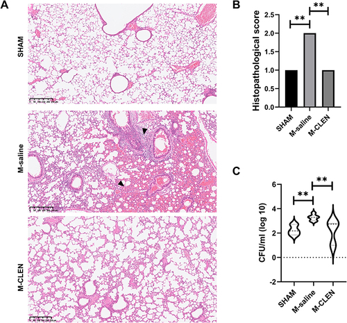 Figure 6 β2-ARs agonist CLEN inhibits or limits pneumonia in post-stroke MCAO mice. MCAO mice received the CLEN or only diluent after stroke, as described in Materials and Methods. BALF and lung samples were collected 72 h after stroke. (A) Lungs from sham-operated and CLEN or diluent-treated MCAO mice (each group n = 5) were collected after 72 h for histological examination. A representative 12-µm section of HE-stained lung from CLEN-treated MCAO revealed signs of pneumonia (thickening of alveolar walls and neutrophilic infiltrates) ×40, arrows. (B) Quantitative analysis of histopathological lung injury scores (n = 5 animals per group). Kruskal–Wallis test, **p < 0.01. (C) BALF samples from sham-operated and CLEN or diluents-treated MCAO mice (n = 8 per group) were collected for bacteriological analysis 72 h after stroke. Data are given in CFU/mL (log 10) BALF. One-way ANOVA with Holm–Sidak correction. **p < 0.01.