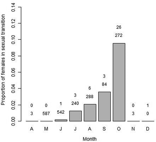 FIGURE 6. Proportion of female Black Sea Bass that were in sexual transition throughout the spawning season (May–October) in 2011 and 2012. In total, 2,019 females and 40 transitional fish were sampled; no fish were sampled during January–March, and very limited sampling was conducted in April, November, and December because Black Sea Bass are offshore during those months. Above each column, the upper number represents the number of females in transition, and the lower number represents the sample size.