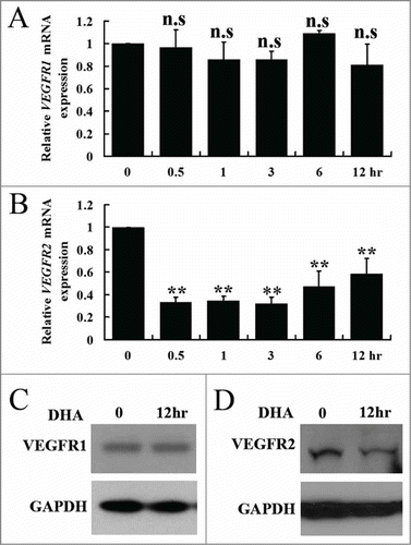 Figure 2. The effects of DHA onVEGFR1 and VEGFR2 expression in endothelial cells. (A) Relative VEGFR1 mRNA expression in HUVECs treated with DHA by RT-PCR. n.s., non-significant; (B) Relative VEGFR2 mRNA expression in HUVECs treated with DHA by RT-PCR. n = 4; **, P < 0.01; (C) Representative immunoblot of VEGFR1 in DHA treated HUVECs; (D) Representative immunoblot of VEGFR2 in DHA treated HUVECs.