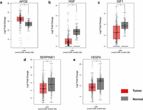 Figure 3. Gene expressed in hepatocellular carcinoma group and normal group. Validation of the gene expression of APOE (a), HGF (b), IGF1 (c), SERPINE1 (d), and VEGFA (e). The cutoff was set to |log2 fold change (FC)| ≥1, and p < 0.01. *p < 0.01