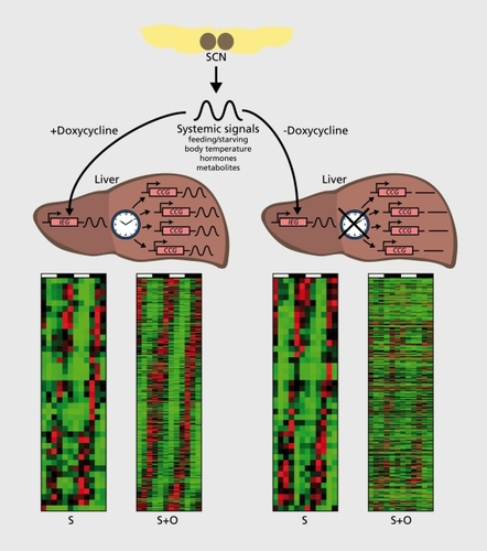 Figure 3. Systemically and oscillator-driven circadian liver genes. Circadian liver transcripts were identified in the transgenic mice presented in Figure 2, using genome-wide Affymetrix microarray hybridization with liver RNAs harvested at 4-hour intervals over 2 days from doxycycline-treated and untreated animals (see ref 84). This technique enables the simultaneous quantification of mRNA levels for virtually all of the 15 000 genes that are active in the liver. In doxycycline-treated mice, core clock and clock-controlled genes (CCGs) as well as systemically controlled genes, are expressed in a circadian manner. In mice not receiving doxycycline in the food, only systemically controlled genes are rhythmically expressed. The heat maps below the livers are phase maps of cyclically accumulating transcripts (red for high expression, green for low expression). S stands for mRNAs whose rhythmic transcription is controlled by systemic cues, and S+O stands for transcripts whose rhythmic transcription can be controlled by either systemic cues or hepatocyte oscillators. Comparison of the S+O heat maps of untreated and doxycycline-treated mice reveals that the circadian expression of most genes requires functional hepatocyte clocks. RNA, ribonucleic acid; mRNA, messenger ribonucleic acid