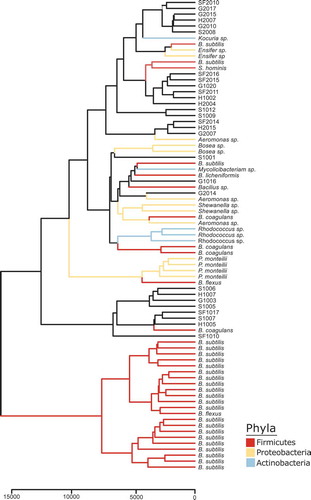 Figure 2. IDBac constructed dendrogram of cultivated bacterial isolates from the zebrafish gut. Our library is composed of over 80 isolates covering three phyla. To generate the IDBac dendrogram the following analysis settings were used: percent presence: 70, Signal-to-noise ratio: 4, Lower mass cutoff: 3,000, Upper mass cutoff: 15,0000, ppm tolerance: 1000. Distance algorithm: euclidean, Clustering algorithm: ward.D2, used presence/absence setting for dendrogram grouping.