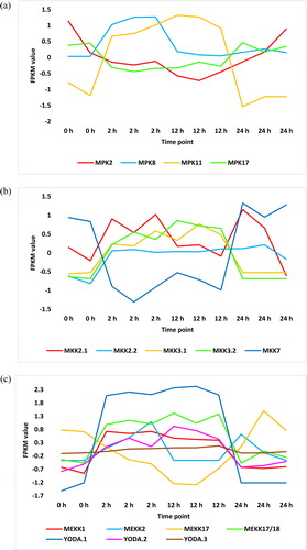 Figure 6. Regulated MPKs (a), MKK (b) and MEKK (c) transcripts in KEGG ‘MAPK signalling’ pathway or in cluster analysis across time of salt stress (0, 2, 12 and 24 h) in leaves of H. spontaneum. MPK = mitogen-activated protein kinase, MKK = MPK kinase, MEKK = MKK kinase, YODA = MEKK4.