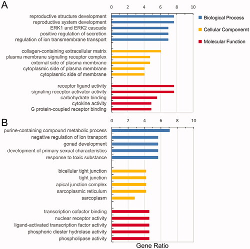 Figure 3. Functional enrichment of dif-mRNAs. (A) Upexpressed dif-mRNAs are mainly associated with reproductive structure development in BP, collagen-containing extracellular matrix in CC and receptor ligand activity in MF. (B) Downexpressed dif-mRNAs are primarily involved in purine-containing compound metabolic process in BP, bicellular tight junction in CC, and transcription cofactor binding in MF.