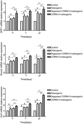 Figure 4 Effect of CORM-3 on the mRNA expression of osteogenesis-specific genes. hPDLSCs were divided into four groups. Control group, osteogenic group, degassed CORM-3+osteogenic group, and CORM-3+osteogenic group, as described above. The mRNA expression of SSP1, Runx2 and ALP was determined by RT-qPCR on day 3, 7 and 14. Data were presented as the mean ± standard deviation (n=3). #P<0.05 vs Control; ***P<0.001 as indicated.