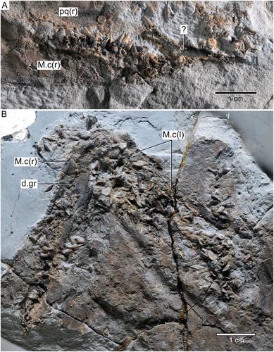 FIGURE 4. †Diprosopovenator hilperti, gen. et sp. nov., RE A 4872/1 and RE A 4872/2, holotype. Close-up views of dentitions preserved in A, RE A 4872/1 (anterior to right) and B, RE A 4872/2 (anterior to top). Abbreviations: d.gr, dental groove; l, left (in parentheses, e.g., ‘M.c(l)’); M.c, Meckel’s cartilage; pq, palatoquadrate; r, right (in parentheses, e.g., ‘M.c(r)’).