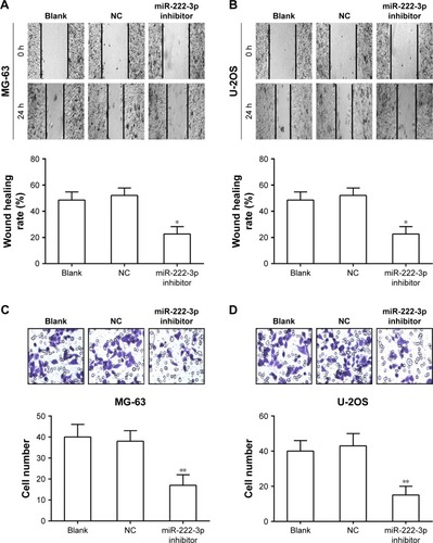 Figure 3 Inhibition of miR-222 suppresses migration and invasion in OS cells.