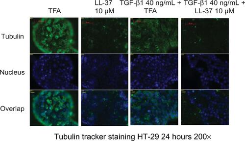 Figure S2 Cathelicidin disrupted tubulin distribution in HT-29 cells. Tubulin tracker staining with nuclear staining in HT-29 cells. HT-29 cells were treated with TFA, LL-37 10 μM with or without TGF-β1 40 ng/mL for 24 hours. TGF-β1 did not affect tubulin expression in the HT-29 cells. Cathelicidin (10 μM) reduced tubulin expression in HT-29 cells.Abbreviations: TFA, trifluoroacetic acid; TGF-β1, tumor growth factor-β1.