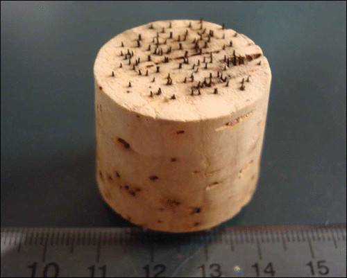 Figure 1. Experimental wounding tool – a cork stopper embedded with #1 insect pins (16 pins/cm2) – used to abrade adaxial leaf surfaces.