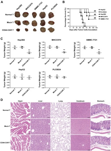 Figure 6 Tumor suppression capacity and safety of CD44-CAR T cells. (A) Tumor tissue images of sacrificed mice with different effector cell treatments had exhibited. (B) Survival time of xenograft mice with five types of HCC inoculation. Statistics were compared by the log-rank (Mantel-Cox) test, ## P<0.05 vs HepG2 and PLC8024 groups. (C) Statistical analysis showed the tumor weight of sacrificed mice. Statistics are presented as the means ± SDs, n = 5 for each group, ** P<0.05 vs normal T and mock T groups. (D) After sacrificing, the important organs of xenograft mice were obtained and cut into sections for H&E staining. Images of normal T, mock T and CD44-CAR T cells groups of sections were exhibited. Scale bar=100 µm.