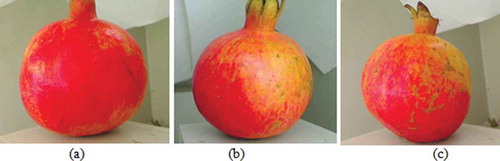 Figure 1. Samples images. (a) Grade 1, Weight-369gm, Diameter-92.37mm (b) Grade 2, Weight-280gm, Diameter-82.485868mm(c) Grade 3, Weight-198gm, Diameter-69.73944694mm.