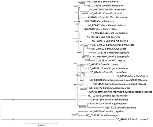 Figure 1 Neighbor joining (bootstrap repeat is 10,000) and maximum likelihood (bootstrap repeat is 1,000) phylogenetic tree of 30 Camellia and one Primula chloroplast genomes: Camellia japonica (MK353210 in this study, KU951523, and NC_036830), Camellila chekiangoleosa (NC_037472), Camellia crapnelliana (NC_024541), Camellia oleifera (NC_024541), Camellia granthamiana (NC_038181), Camellia azalea (NC_035574), Camellia sinensis (NC_024541), Camellia letophylla (NC_024541), Camellia ptilophylla (NC_038198), Camellia pubicosta (NC_024541), Camellia grandibracteata (NC_024541), Camellia nitidissima (NC_039645), Camellia petelotii (NC_024541), Camellia yunnanensis (NC_024541), Camellia luteoflora (KY626042), Camellia impressinevis (NC_024541), Camellia huana (KY626040), Camellia liberofilamenta (KY626041), Camellia pitardii (NC_024541), Camellia danzaiensis (NC_024541), Camellia reticulata (NC_024541), Camellia mairei (NC_035688), Camellia szechuanensis (NC_035651), Camellia tachangensis (KY406759), Camellia gymnogyna (MH394404), Camellia tallensis (JQ975032), Camellia cuspidata (NC_024541), Camellia elongate (NC_035652), and Primula polssonii (NC_024543). The numbers above branches indicate bootstrap support values of neighbor joining and maximum likelihood phylogenetic tree, respectively.