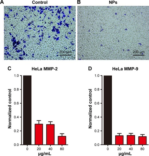 Figure 3 HeLa cell migration was observed for 14 h using a transwell migration assay (A). The HeLa cell migration induced by 80 μg/mL CuS@SiO2 NPs was observed for 14 h with the transwell migration assay (B). Original magnification, ×100. CuS@SiO2 NPs suppress MMP expression. After treatment with CuS@SiO2 NPs (0, 20, 40, or 80 μg/mL) for 24 h, HeLa cells were analyzed for MMP-2 (C) and MMP-9 (D) mRNA expression. The downregulation of MMP-2 and MMP-9 after stimulation was significant (P<0.05) but did not vary as a function of concentration (P>0.05).Abbreviations: MMP, matrix metalloproteinase; NP, nanoparticle.