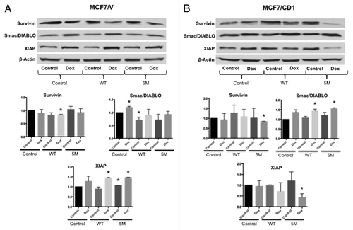 Figure 5. Intact Smad3 signaling and doxorubicin treatment result in the greatest reduction in survivin expression. (A) MCF7/V and (B) MCF7CD1 cells were transduced with CS2 vector control, WT Smad3, or 5M Smad3 and then treated with either DMSO control or 30 nM doxorubicin for 48 h. Protein was extracted, followed by immunoblotting with survivin, XIAP, Smac/DIABLO, and β-actin antibodies. Experiments were repeated 3 times and representative results are shown. * indicates P < 0.05.