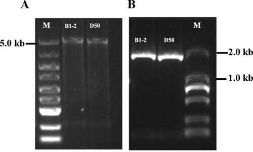 Figure 1. PCR amplification analysis of the CaAPRR2-like gene in B1-2 and D50. (A) PCR amplification of CaAPRR2-like from gDNA. M: DL5000 DNA marker. (B) PCR amplification of CaAPRR2-like from cDNA. M: DL2000 DNA marker. PCR products were separated in a 2% agarose gel.