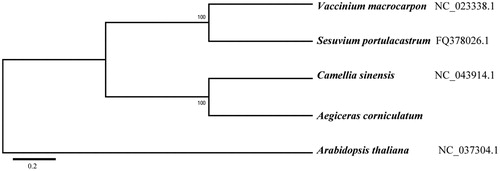 Figure 1. Maximum likelihood tree based on the sequences of five complete mitogenomes. Numbers in the nodes were bootstrap values from 1000 replicates. Scale in substitutions per site.