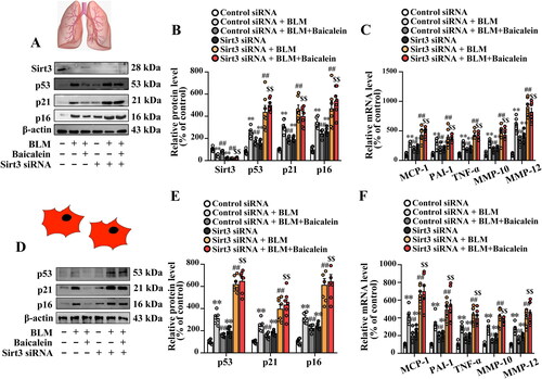 Figure 6. Sirt3 silencing abolishes the protective effect of baicalein against BLM-induced senescence in lung tissue and isolated lung fibroblasts. (A, B, D and E) The protein expression levels of Sirt3, p53, p21 and p16 in pulmonary tissues were measured using western blotting. (C, F) The mRNA levels of MCP-1, PAI-1, TNF-α, MMP-10 and MMP-12 were measured using RT-qPCR. Data are presented as the mean ± SEM (n = 7). **p < 0.01 vs. control. ##p < 0.01 vs. BLM. $$p < 0.01 vs. BLM + baicalein. Sirt3: sirtuin 3; BLM: bleomycin; MCP-1: monocyte chemotactic protein-1; PAI-1: plasminogen activator inhibitor-1; TNF-α: tumour necrosis factor-α; MMP: matrix metalloproteinase; RT-qPCR: reverse transcription-quantitative PCR.