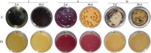 Figure 2. Aspect of the growth of the indicator bacteria in selective media at 2 or 3, and 30 days of incubation at 25°C. (i) Listeria monocytogenes in Oxford medium; (ii) Escherichia coli in MacConkey agar, and (iii) Staphylococcus aureus in Baird Parker medium. Bacteria grew well in control plates (C) (bacterium-inoculated culture media with no films). No bacterial growth was recorded in plates with films F2 (base biopolymer film containing gellan gum and pectin, antimicrobial concentrated supernatant (ACS) of S. infantarius-fermentations, 90 AU/mL, and ethylenediaminetetraacetic acid (EDTA), 0.05 M). The bacterial growth was also inhibited in F1, F3 and FC film treatments (not shown).Figura 2. Aspecto del crecimiento bacteriano en medio selectivo a los 2 o 3, y 30 días de incubación a 25°C. i) Listeria monocytogenes en medio Oxford; ii) Escherichia coli en agar MacConkey, y iii) Staphylococcus aureus en medio Baird Parker. Las bacterias crecieron bien en las cajas control (C) (medio de cultivo inoculado y sin película). Las cajas con película F2 (película biopolimérica base con gelana y pectina, ASC, 90 AU/mL, y EDTA, 0.05 M) no exhibieron crecimiento bacteriano, siendo el mismo resultado para los tratamientos F1, F3 y FC (no mostrados)