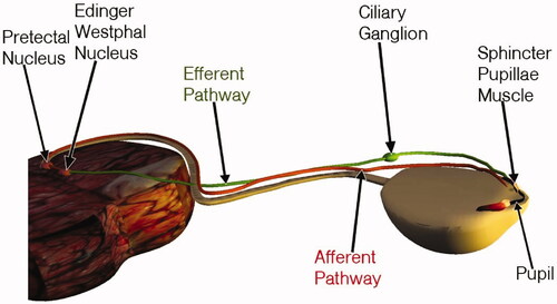 Figure 4. Samuel Dapaah – still from pupillary light reflex pathway animation – schematic representation of pathway.