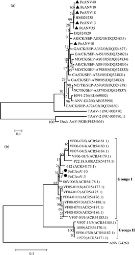 Figure 1.  Phylogenetic relationship of pigeon astroviruses based on the sequence of overlapping regions of selected field and reference samples. The tree was constructed with Mega 4 using neighbour-joining and 1000 bootstrap replicates (bootstrap values are shown). GenBank accession numbers presented in parentheses. 1a: Phylogenetic trees based on the ORF1b nucleotide sequence (208 nucleotides) of ANV (3936 to 4143 nucleotides, AB033998). Black triangles indicate pigeon ANV (PeANV). The reference turkey and duck astrovirus was used as the outgroup. 1b: Phylogenetic trees based on the ORF1b amino acid sequence (140 amino acids) from selected field samples and isolates of chicken astrovirus. Black spheres indicate pigeon astrovirus (PeCAstV). The reference avian nephritis virus (G-4260) was used as the outgroup.