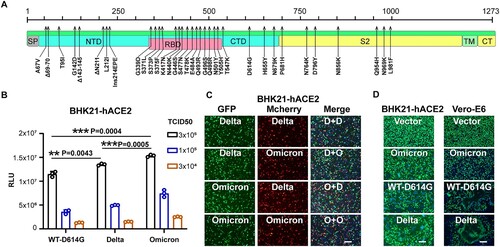 Figure 1. Comparison of the infection features between the Delta and Omicron variants. A. Schematic illustration of the spike mutations of the Omicron variants. Mutations on the Omicron spike protein are indicated by black arrows. SP, signal peptide; NTD, N-terminal domain; RBD, receptor-binding domain; CTD, C-terminal domain; TM, transmembrane domain; CT, cytoplasmic tail. B. Entry efficiency of the SARS-CoV-2 variants in BHK21-hACE2 cells. SARS-CoV-2 pseudoviruses carrying the indicated spike proteins were incubated with the BHK21-hACE2 cells at the indicated TCID50. Luciferase activity was determined at 16 h post-infection (hpi). RLU: Relative Luciferase Unit. Data were presented as Mean ± SD. Statistical significance was determined using unpaired two-tailed t-test, **indicates P < 0.01, ***indicates P < 0.001. C. Entry competition assay of the Delta and Omicron variants in BHK21-hACE2. The indicated Delta and Omicron pseudoviruses carrying either EGFP or Mcherry reporter gene were mixed with the TCID50 = 1:1 and then incubated with the BHK21-hACE2 for co-infection. At 24 hpi, cell nuclei were stained by Hoechst 33342 for 30 mins, and the images were captured by the microscope. Delta and Omicron were indicated as “D” and “O” in the merged channel, respectively. Scale bars, 200 μm. D. Fusion efficiency of different variants’ spikes in Vero-E6 cells. BHK21-hACE2 and Vero-E6 Cells were transfected with plasmid vector or plasmids expressing spike proteins of the WT-D614G, Delta, or Omicron variants. Next, BHK21-hACE2 cells were infected with VSV-ΔG-GFP at 4 h after transfection, Vero-E6 cells were infected 24 h after transfection. At 8 hpi, cells with or without syncytia formations were treated with Hoechst 33342 for nuclei staining (blue). Images of the green channel and the bright field were captured by the microscope. Scale bars, 200 μm.