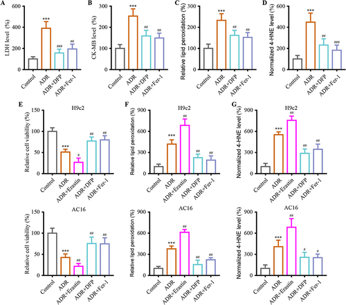 Figure 2 Ferroptosis contribute to ADR-induced myocardial injury mechanism. (A and B) Co-administration of Fer-1/DFP alleviated ADR-induced myocardial damage assessed using biochemical cardiotoxicity markers LDH and CK-MB in mice. (C) Co-administration of Fer-1/DFP decreased ADR-induced the lipid peroxidation in myocardial tissue. (D) Co-administration of Fer-1/DFP decreased the expression of 4-HNE in myocardial tissue. (E) Cell viability assays were conducted on H9c2 and AC16 cardiomyocytes when co-administration with Erastin/Fer-1/DFP to evaluate the cytotoxic effects of ADR. (F) H9c2 and AC16 cardiomyocytes were measured for lipid peroxidation. (G) Levels of 4-HNE in the H9c2 and AC16 cells were examined when co-administration with Erastin/Fer-1/DFP under ADR. Data are reported from at least three independent experiments and analysed by one way ANOVA followed by Dunnett's post hoc test. ***P < 0.001 compared with Control; #P < 0.05, ##P < 0.01, ###P < 0.001 compared with ADR.