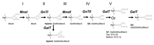 Figure 1 The schematic outline of N-glycan biosynthesis pathway in glycoengineered Pichia pastoris that mimics human N-glycan synthesis. MnsI: α-1,2-mannosidase; GnTI: β-1,2-N-acetylglucosaminyltransferase I; MnsII: mannosidase II; GnTII: β-1,2-N-acetylglucosaminyltransferase II; GalT: β-1,4-galactosyltransferase. ○: GlcNAc; □: Man; ◊: Gal. To simplify nomenclature, the two GlcNAc sugars at the reducing end of all glycans are omitted.