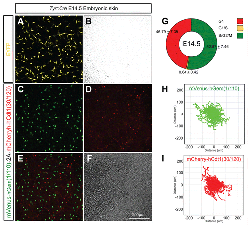 Figure 8. Lineage specific Fucci2a expression in developing melanoblasts. (A and B) Embryonic skin in culture from a Tyr::Cre+ve/R26EYFPRTg/+ embryo at E14.5. EYFP positive melanoblasts show their characteristically dendritic morphology. (C–F) Embryonic skin in culture from a Tyr::Cre+ve/R26Fucci2aRTg/+ positive embryo at E14.5, melanoblasts from all stages of the cell cycle are visible. (G) Quantification of the proportions of melanoblast in the 3 cell cycle phases in E14.5 embryonic skin samples (n = 10 embryos). (H) Automated cell tracking of mVenus-hGem(1/110) labeled melanoblasts (in S/G2/M) over an 18 hour time-lapse sequence showing the population spread. (I) Automated cell tracking of mCherry-hCdt1(30/120) labeled melanoblasts (in G1) over an 18 hour time-lapse sequence showing the population spread. Error values in G = 95% confidence intervals.