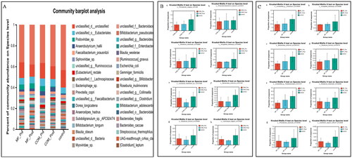 Figure 3. Relative abundance of microbes at the species level: (A) community Bar plot analysis of the patients with obesity with PCOS at the baseline and after treatment compared with the healthy subjects; (B) Difference test bar charts of the top eight species in abundance in the COM group: (a): The percentage of Phocaeicola_vulgatus in each group (p = .036). (b): The percentage of Phascolarctobacterium in each group (p = .042). (c): The percentage of Roseburia_intestinalis in each group (p = .030). (d): The percentage of Hungatella hatheway in each group (p = .045). (e): The percentage of uncultured_Clostridium_sp. in each group (p = .014). (f): The percentage of Bacteroides_uniformis in each group (p = .013). (g): The percentage of Roseburia_hominis in each group (p = .044). (h): The percentage of Lachnospira_eligens in each group (p = .031); (C) Difference test bar charts of the top eight species in abundance in the MF group: (a): The percentage of unclassified_g_Clostridium in each group (p = .030). (b): The percentage of Hungatella_hathewayi in each group (p = .035). (c): The percentage of Bacteroides_uniformis in each group (p = .007). (d): The percentage of Roseburia_hominis in each group (p = .038). (e): The percentage of Parabacteroides in each group (p = .015). (f): The percentage of Roseburia_intestinalis in each group (p = .035). (g): The percentage of Phocaeicola_coprocola _uniformis in each group (p = .025). (h): The percentage of Clostridium_leptum in each group (p = .043).