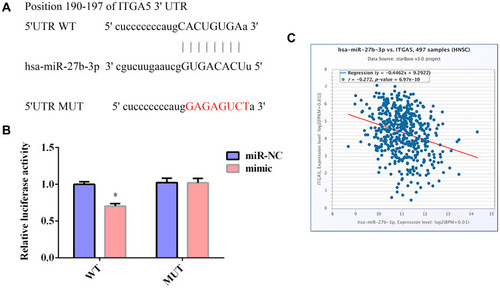 Figure 3 ITGA5 is the target of miR-27b in TSCC cells. (A) Binding sites between ITGA5 and miR-27b predicted by TargetScan. (B) Luciferase reporter assay indicated that miR-27b targeted the 3ʹ-UTR of ITGA5 mRNA in SCC-9 cells. WT-ITGA5 or MUT-ITGA5 was cotransfected into SCC-9 with miR-27b mimic or the corresponding negative control. (C) Expression levels of ITGA5 and miR-27b were negatively correlated in TCGA-HNSC samples. *Represents P<0.05.