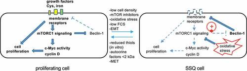 Figure 8. A molecular model of self-sustained quiescence. mTORC1 is a central node in the regulatory network controlling cell proliferation, for instance by regulating c-Myc activity, cyclin D accumulation and protein synthesis. Activation of Beclin-1 by downregulation of mTORC1 activity leads to activation of a regulatory loop (red circle in right panel) that helps to maintain a low mTORC1 activity. Indeed, Beclin-1 induced the degradation of cell surface receptor for growth factors and iron (transferrin receptor), and directly inhibits the Xc- cystine/glutamate antiporter [Citation17,Citation30–33], which inhibits mTOR activity via nutrient depletion, oxidative stress and suppression of growth factors signaling pathways [Citation35,Citation38,Citation40–45]. Note that BMP signaling stabilizes SSQ in prostate cancer cells [Citation8,Citation10] but appears to play a minor role in PAAD cells (see Methods for details and data not shown). EMT possibly favors the entry in SSQ and MET the maintenance of the proliferating state. The bold corresponds to activated signaling pathways while the dotted line corresponds to repressed pathways.