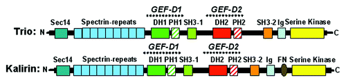 Figure 1. Schematic representation of the structure of Rho-GEFs Trio and Kalirin. Trio and Kalirin both express two DH-PH units (green/red) and a serine-kinase domain (yellow). Both DH-PH units are flanked by a SH3 domain (lime/rose). Trio and Kalirin harbor a SEC14 domain (royal blue) and spectrin-repeats (sky blue) at the N-terminus.