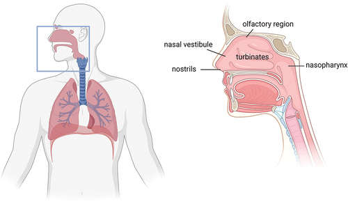 Figure 2. The nose is part of the upper respiratory tract (left). Anatomical features include the nostrils, the nasal cavity with lower, middle and upper turbinates and the olfactory region, and the nasopharynx (right). The nasal cavity is divided by the nasal septum in two parts that are re-united in the nasopharynx. Created by Biorender.com.
