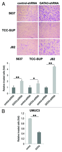 Figure 3. The effects of GATA3 knockdown on bladder cancer cell invasion. 5637, TCC-SUP, and J82 cells with or without GATA3-shRNA (A) or UMUC3 cells with or without transfection of a GATA3 plasmid (B) cultured in the matrigel-coated transwell chamber for 36 h were used for a transwell assay. Invaded cells present in the lower chamber were fixed and stained, and the number of invaded cells in five random fields was counted under a light microscope, using a 40× objective. Each value relative to the number in each control line (set as one-fold) represents the mean + standard deviation from three independent experiments. *P < 0.05. **P < 0.01.