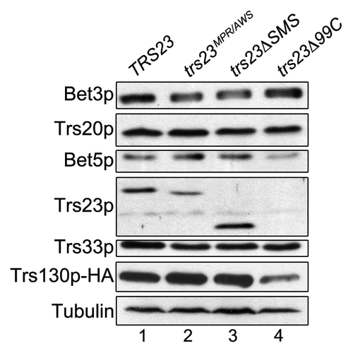 Figure 5. The levels of TRAPP subunits are largely unaffected in trs23ΔSMS. Lysates from wild-type (lane 1), trs23MPR/AWS (lane 2), trs23ΔSMS (lane 3) and trs23Δ99C (lane 4) were probed with antibodies recognizing the TRAPP subunits indicated or anti-HA to detect endogenously-tagged Trs130p. Tubulin served as a loading control.
