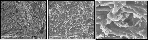 Figure 5. The SEM micrographs of untreated sole leather (A), treated sole leather with Zinc Oxide nanoparticles (B) and Cross section of the treated leather sample (C).