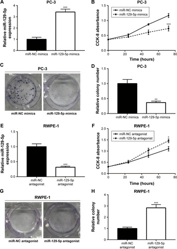 Figure 2 MiR-129-5p regulated cell proliferation in PC-3 and RWPE-1 cells.Notes: (A) Transfection of miR-129-5p mimics elevated miR-129-5p expression by more than three-fold in PC-3 cells. (B) MiR-129-5p mimics inhibited cell proliferation of PC-3 cells in the CCK-8 assay. (C) In the colony forming assay, overexpression of miR-129-5p decreased colony number formed by PC-3 cells. (D) Quantitative analysis of colony number in (C). (E) Transfection of miR-129-5p antagonist decreased miR-129-5p expression in RWPE-1 cells. (F) Cell growth ability was elevated toward miR-129-5p downregulation in RWPE-1 cells. (G) MiR-129-5p antagonist increased colony number formed by RWPE-1 cells. (H) Quantitative analysis of colony number in (G). *P<0.05, **P<0.01, ***P<0.001.Abbreviation: CCK-8, Cell Counting Kit-8.