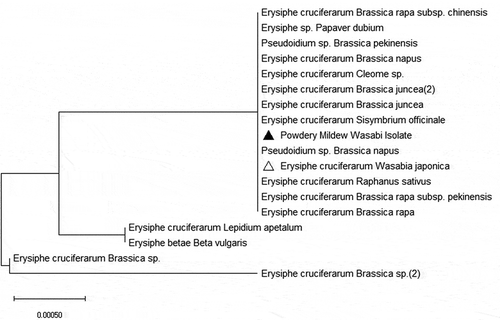 Fig. 2 Phylogenetic analysis of powdery mildew isolates identified as Erysiphe cruciferarum from several cruciferous hosts, including the wasabi powdery mildew from Korea (Δ). The sequence from the BC wasabi isolate (▲) was subjected to NCBI Blast, and aligned in MEGA X using ClustalW, and compared using a Neighbour-Joining tree