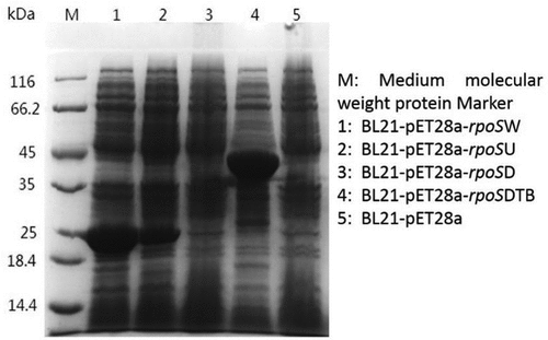 Figure 2. Protein Tris-SDS-PAGE electrophoresis of overexpressing strains