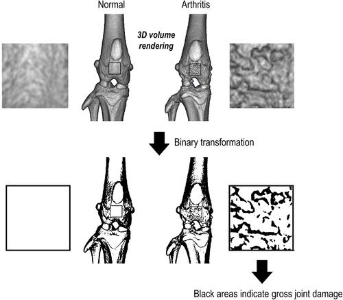 Figure 2 Assessment method of joint damage. All generated in vivo datasets were stored as images in DICOM format, and a 3D volume rendering image with a constant threshold was generated to visualize a gross view of the knee joint. By using a binary threshold, the area of the black dots within the square (30 × 30 pixels) can be considered to reflect the gross joint damage of the affected knee joint. Thus, a higher percentage of black areas indicates more severe joint damage.