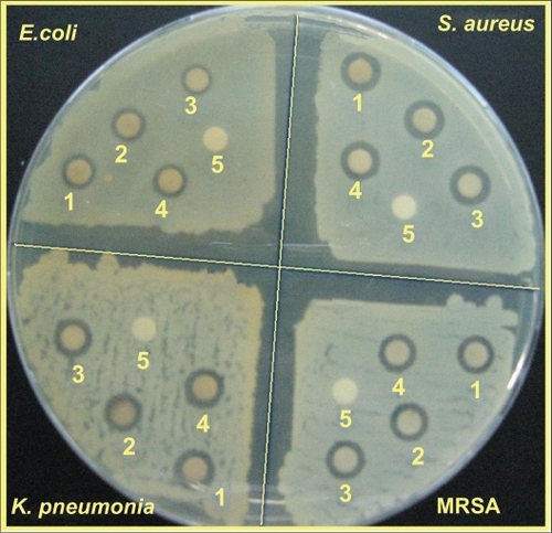Figure 8 Comparison of the inhibition zone test between Gram-negative and Gram-positive bacteria (Escherichia coli, Klebsiella pneumoniae, Staphylococcus aureus, and methicillin-resistant S. aureus) form S0 (1), S2 (2), S4 (3), S5 (4), and MMT (5) respectively.