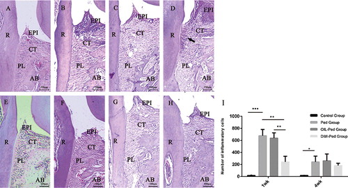 Figure 1. Histological views (H&E stain, magnification × 100) of the sections of the distal root aspect of the first maxillary molars in the control, Ped, OIL-Ped and DIM-Ped groups at 1 week (A, B, C and D) and at 4 weeks (E, F, G and H). Statistical analysis for periodontal tissue inflammation (I).