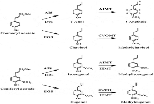 Figure 8. Biochemical reactions leading to phenylpropenes in plants. The reactions catalyzed by known enzymes are indicated (Koeduka, Baiga, Noel, & Pichersky, Citation2009) .