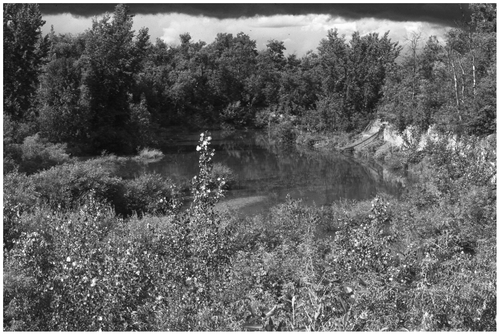 Figure 9 The pool and vegetation infilling the reach above the uppermost Wilson Creek drop structure 10 years after construction. A small shale gravel bar has deposited at the head of the pool. There is no coarse bed load transported through the reach.