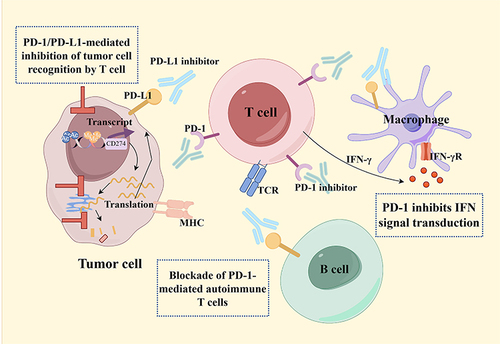 Figure 2 Mechanism of PD-1/PD-L1 inhibitors (by Figdraw).
