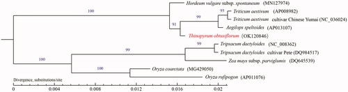 Figure 1. Maximum-likelihood phylogenetic tree based on complete mitogenome of Thinopyrum obtusiflorum and other nine species of Poaceae. Numbers above the lines represent ML bootstrap values.