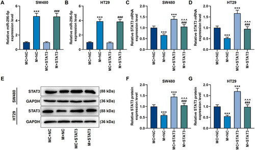 Figure 7 Up-regulation of miR-296-5p inhibited the expression of STAT3 in CRC cells. (A and B) The qRT-PCR experiment showed that miR-296-5p mimic up-regulated the mRNA level of miR-296-5p. U6 played the role of internal reference. (C and D) The qRT-PCR experiment showed that miR-296-5p mimic suppressed the mRNA level of STAT3, while overexpression of STAT3 reversed this effect. GAPDH played the role of internal reference. (E–G) The Western blot experiment showed that miR-296-5p mimic inhibited the protein level of STAT3, while over-expression of STAT3 reversed this effect. GAPDH played the role of internal reference. All experiments were repeated three times to obtain average values. ***p<0.001 vs MC+NC; ^^^p<0.001 vs M+NC; ###p<0.001 vs MC+STAT3.