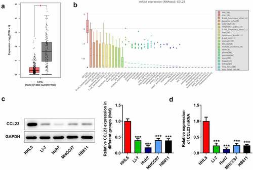 Figure 1. CCL23 is reduced in HCC tissues and cell lines. (a) CCL23 gene expression was analyzed using The Cancer Genome Atlas database. (b) CCL23 gene expression was analyzed using the Cancer Cell Line Encyclopedia database. Detection of CCL23 (c) protein and (d) mRNA levels in HCC cell lines. The results are representative of at least three independent experiments. ***P < 0.001 vs. HHL5 cells.